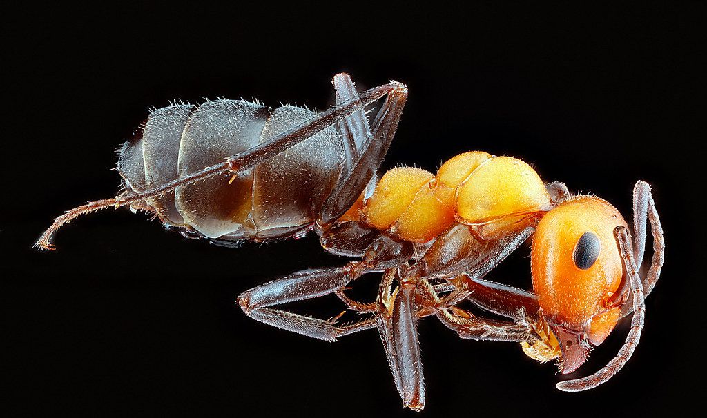 Ant Control service in Owensboro, KY