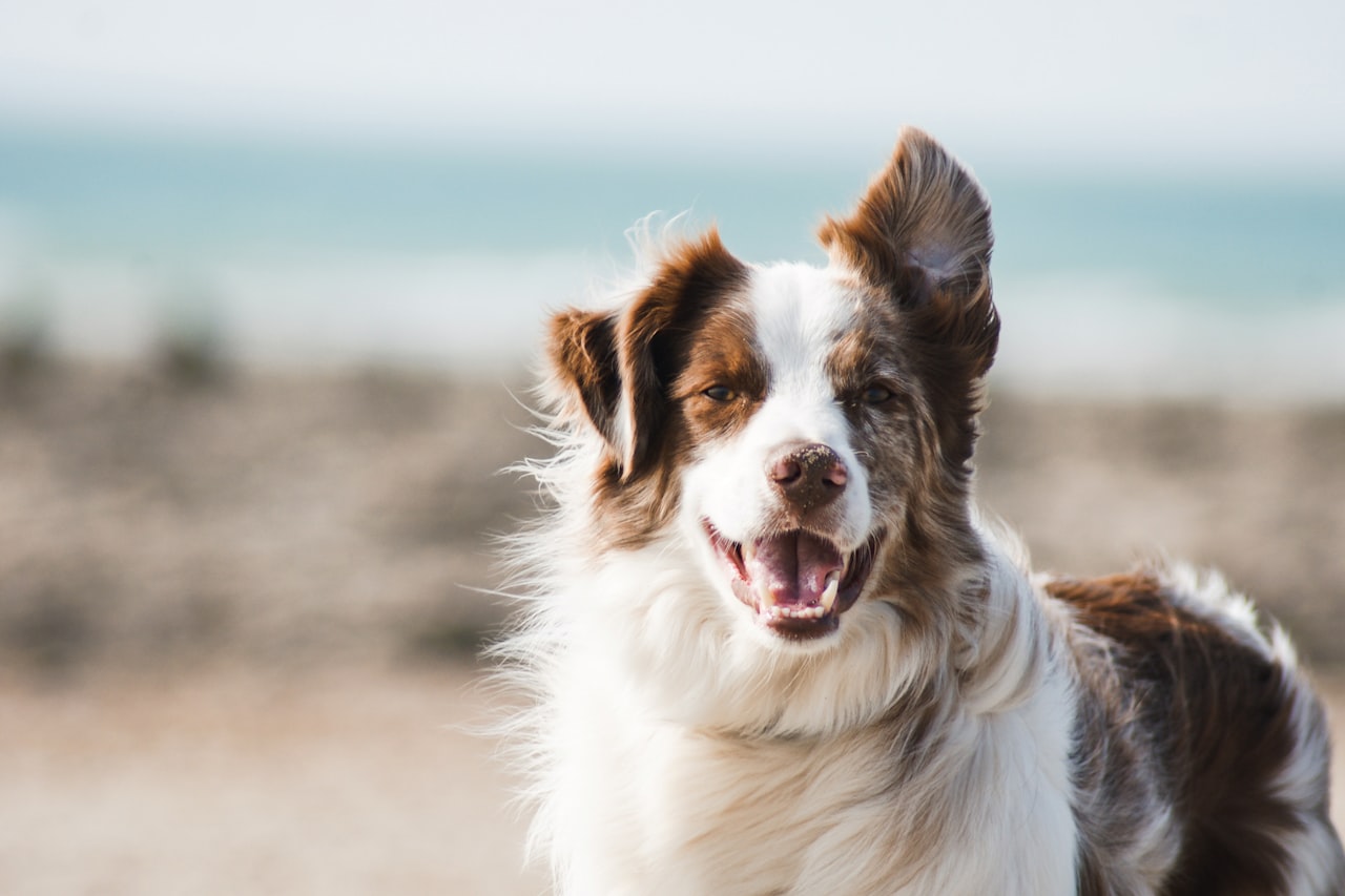 Flea & Tick Control service in Owensboro, KY