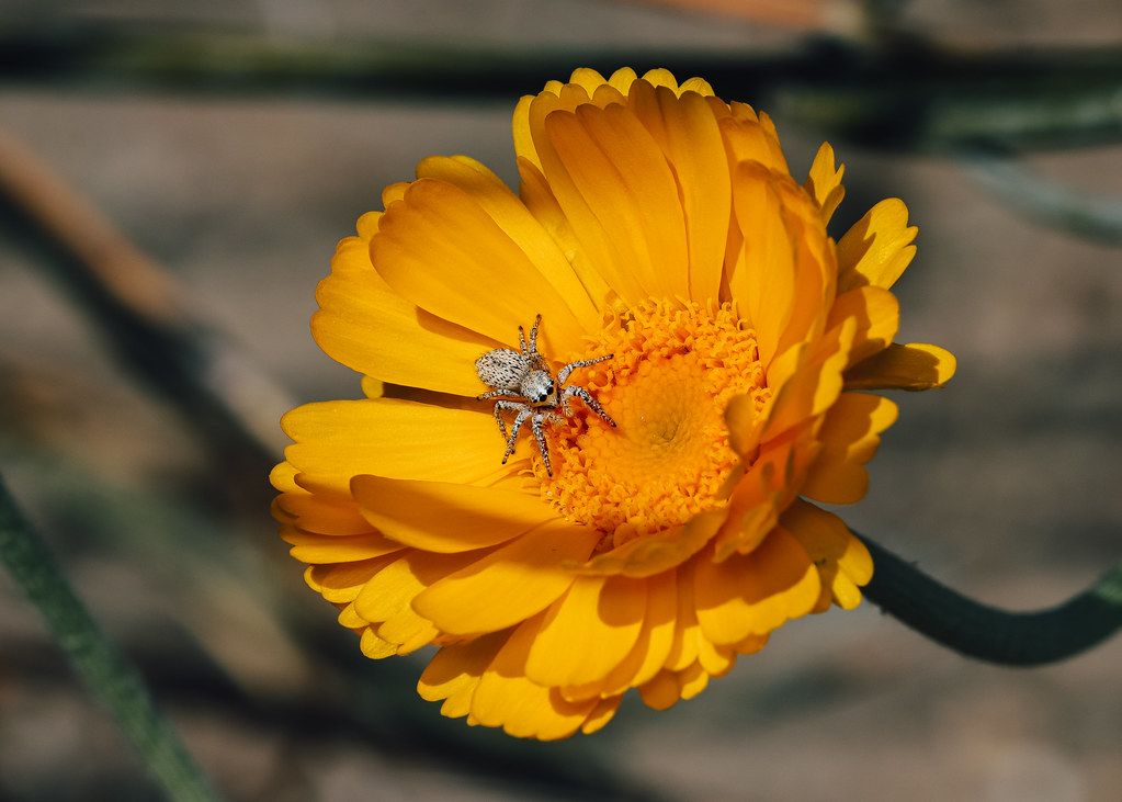 Spider Control service in Owensboro, KY